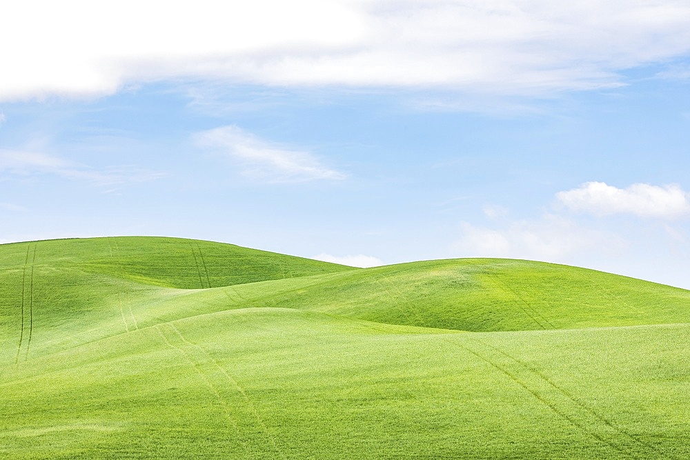 Garfield, Washington, USA. Rolling green wheat fields in the Palouse hills.