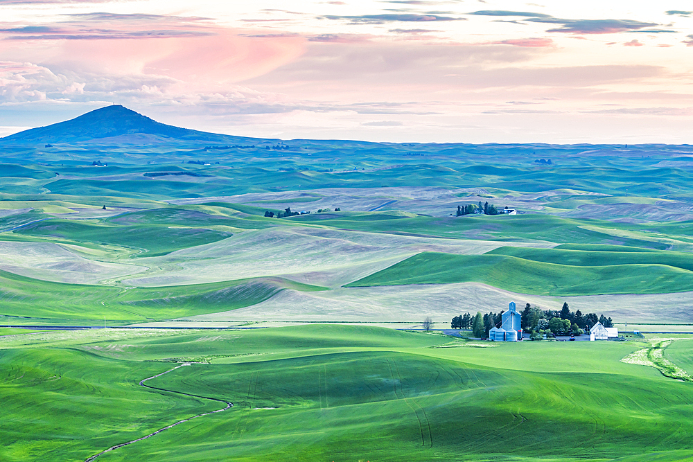 Farmington, Washington, USA. May 24, 2021. Wheat farms in front of Steptoe Butte in the Palouse hills. Editorial Use Only