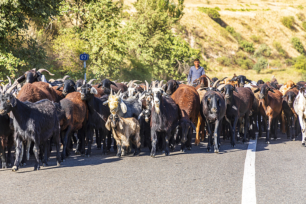 Shagmon, Khatlon Province, Tajikistan. August 12, 2021. A herd of goats being herded along a rural highway. Editorial Use Only