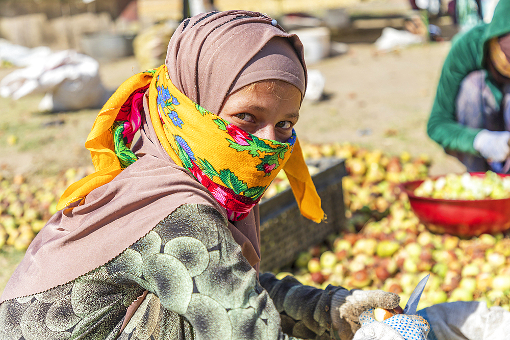 Momandiyon, Khatlon Province, Tajikistan. August 13, 2021. Girl wearing a scarf on her face, at a field where pears are being prepared and dried in the sun. Editorial Use Only