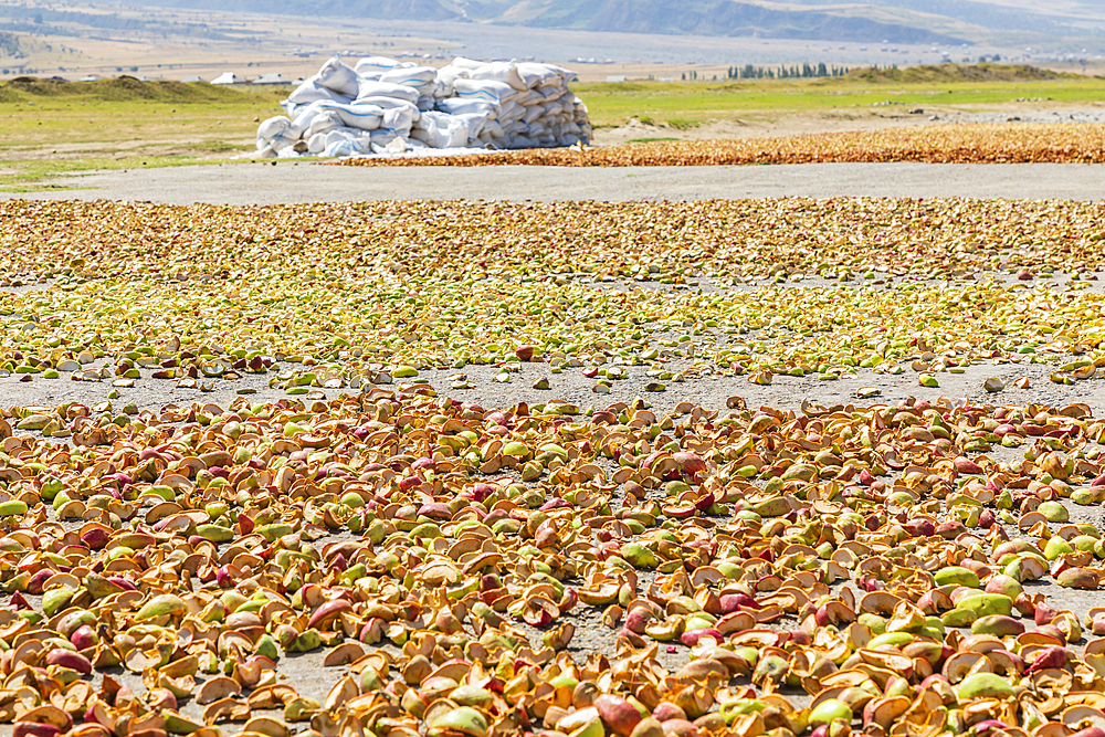 Momandiyon, Khatlon Province, Tajikistan. Sliced pears drying in the sun.