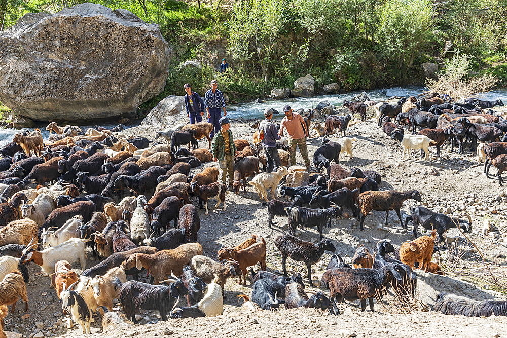 Mavzoley Rudaki, Sughd Province, Tajikistan. August 17, 2021. Shepherds moving their goats along the Urech River. Editorial Use Only