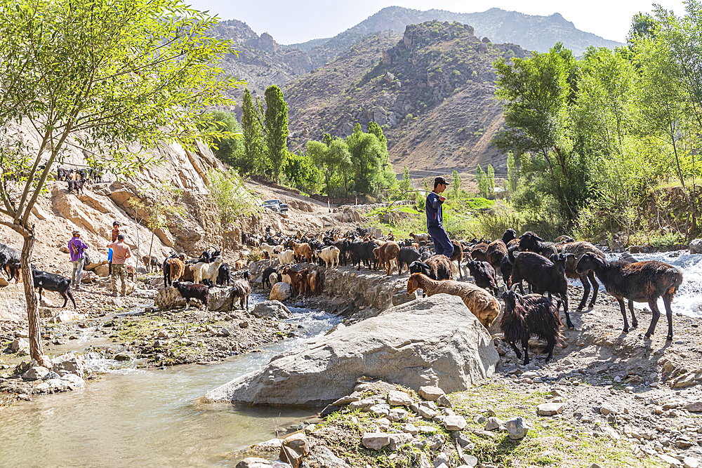 Mavzoley Rudaki, Sughd Province, Tajikistan. August 17, 2021. Shepherds moving their goats along the Urech River. Editorial Use Only