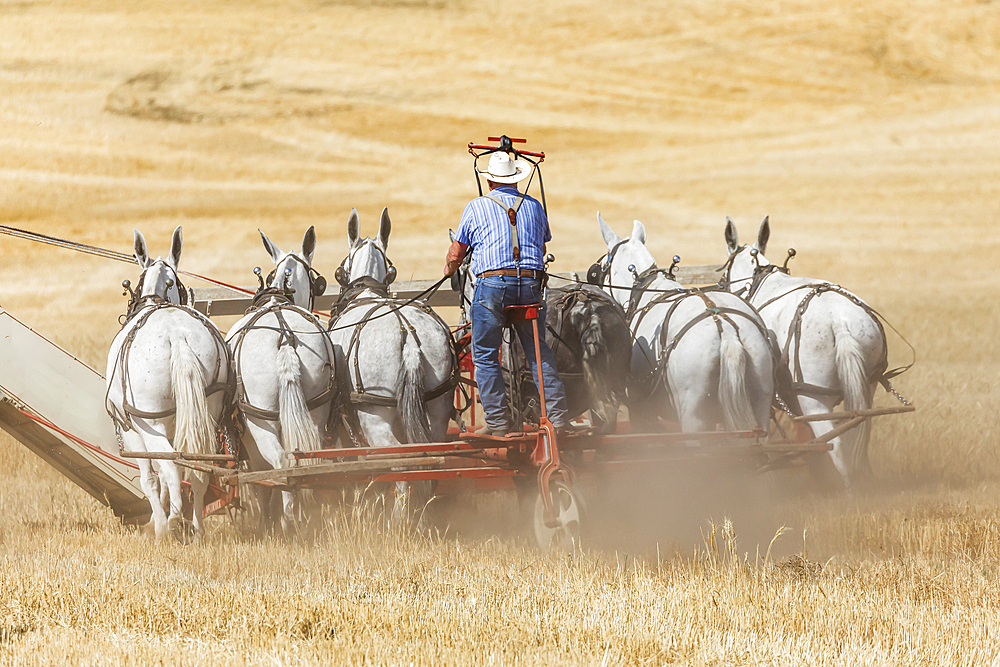 USA, Washington State, Whitman County. Palouse. September 6, 2021. Harvesting wheat with a vintage horse drawn thresher.