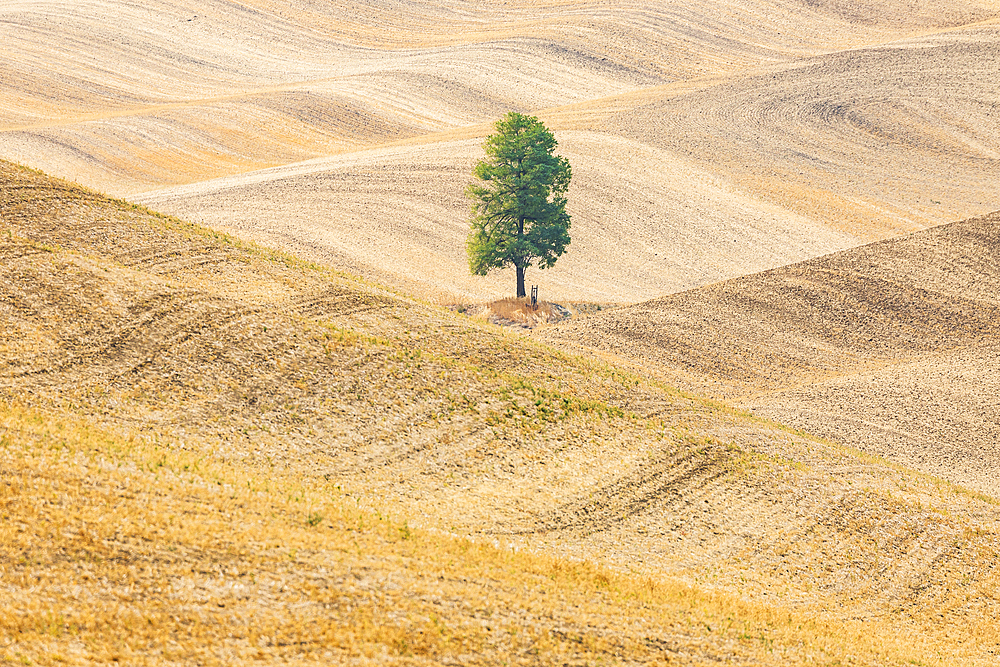 USA, Washington State, Whitman County. Palouse. Lone tree in rolling wheat field.