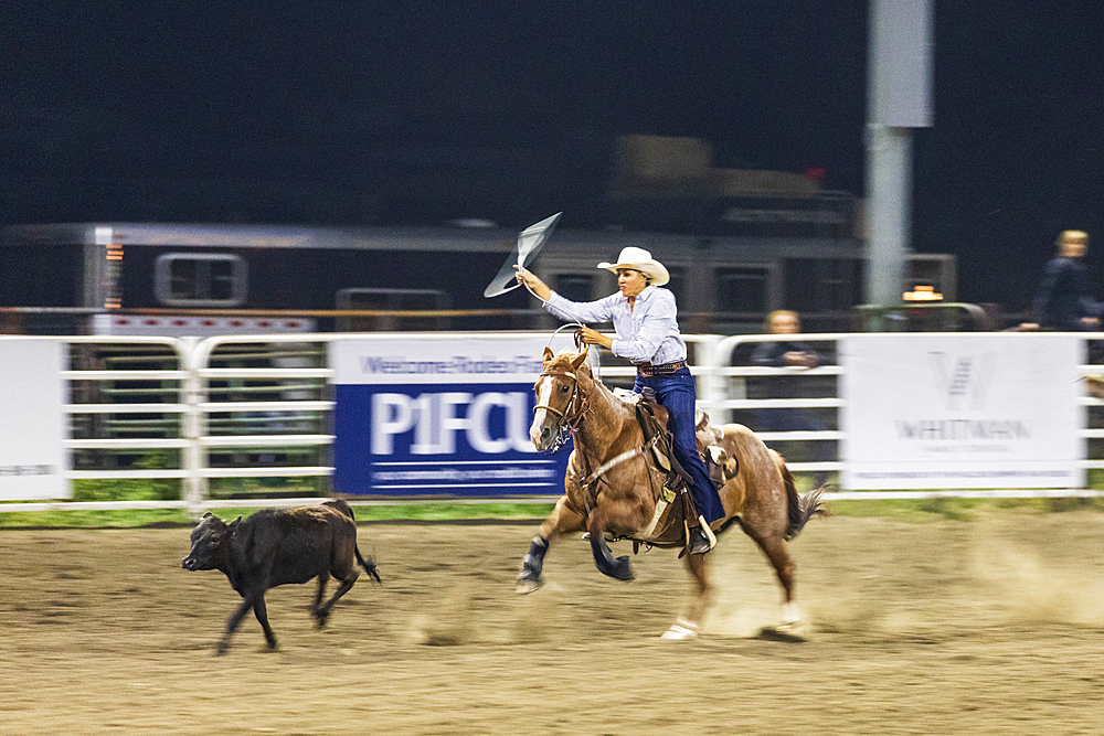 USA, Washington State, Whitman County. Palouse. Palouse Empire State Fair. Colfax. September 9, 2021. Calf roping at a country fair rodeo.