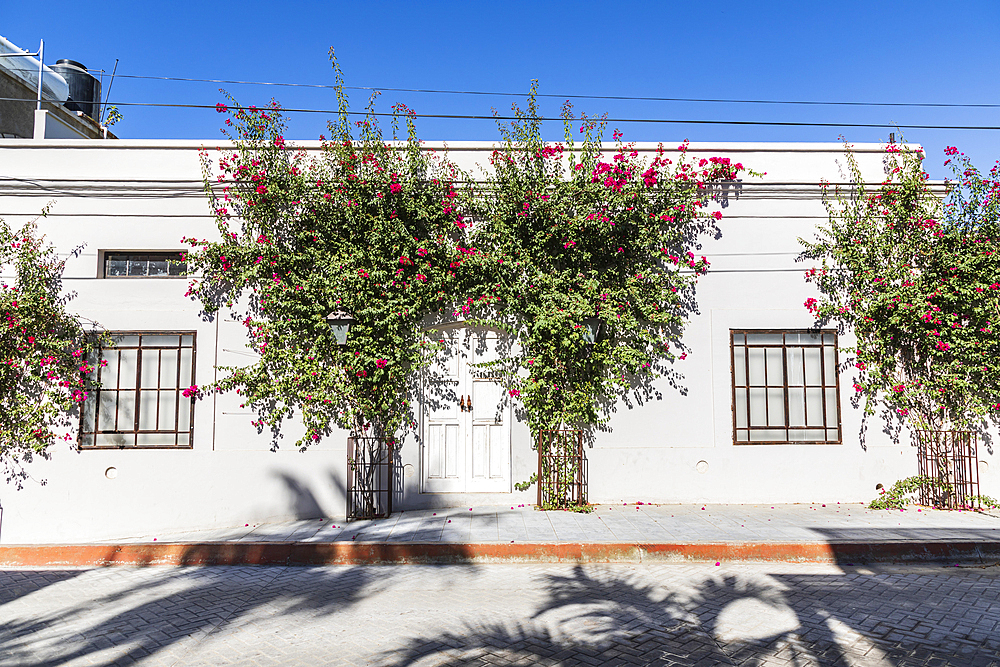 Todos Santos, Baja California Sur, Mexico. Flowering shrubs against a white building in Todos Santos.