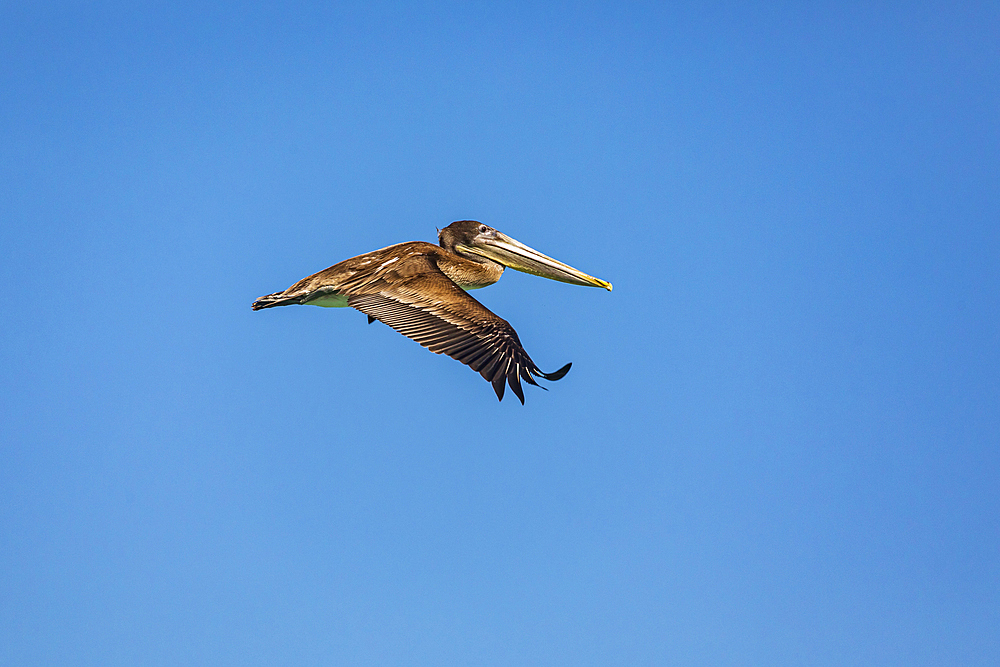 Playa El Tecolote, La Paz, Baja California Sur, Mexico. Brown Pelican over the Sea of Cortez.