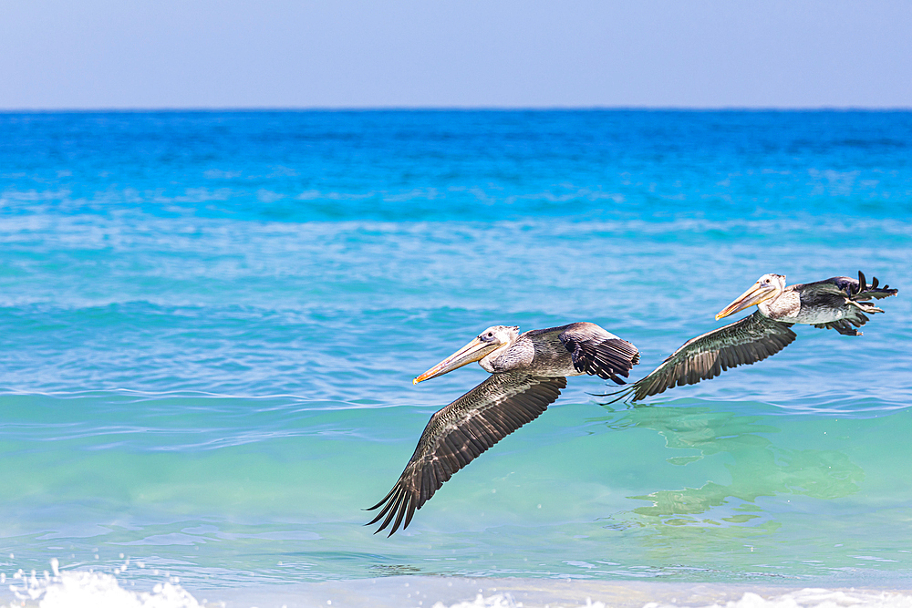 Playa El Tecolote, La Paz, Baja California Sur, Mexico. Brown Pelicans over the Sea of Cortez.