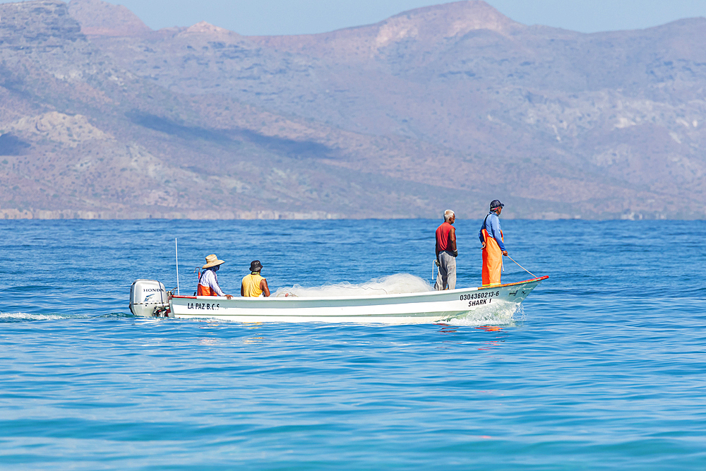 Playa El Tecolote, La Paz, Baja California Sur, Mexico. November 12, 2021. Fisherman pulling in a net on the Sea of Cortez.