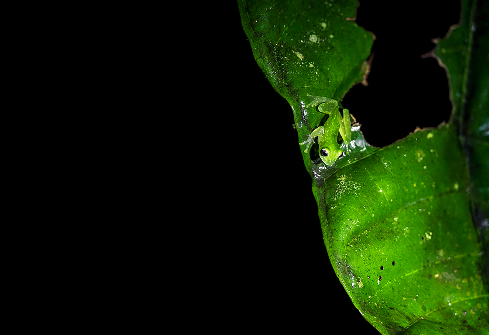 Spiny glass frog over green leaf in rainforest of Costa Rica