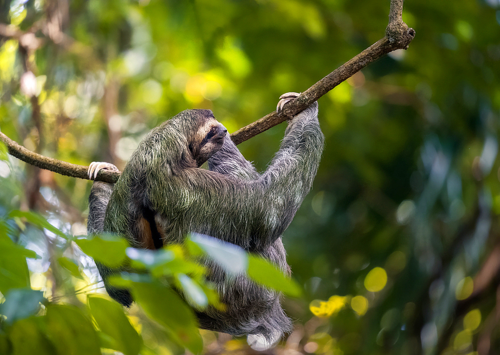 A sloth climbs trees of Manuel Antonio Nacional Park on the Pacific coast, Costa Rica, Central America