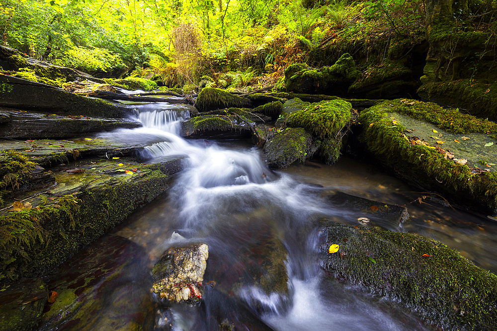 Woodland at St. Nectan's Glen, Threthevy, Tintagel, Cornwall, England, United Kingdom, Europe