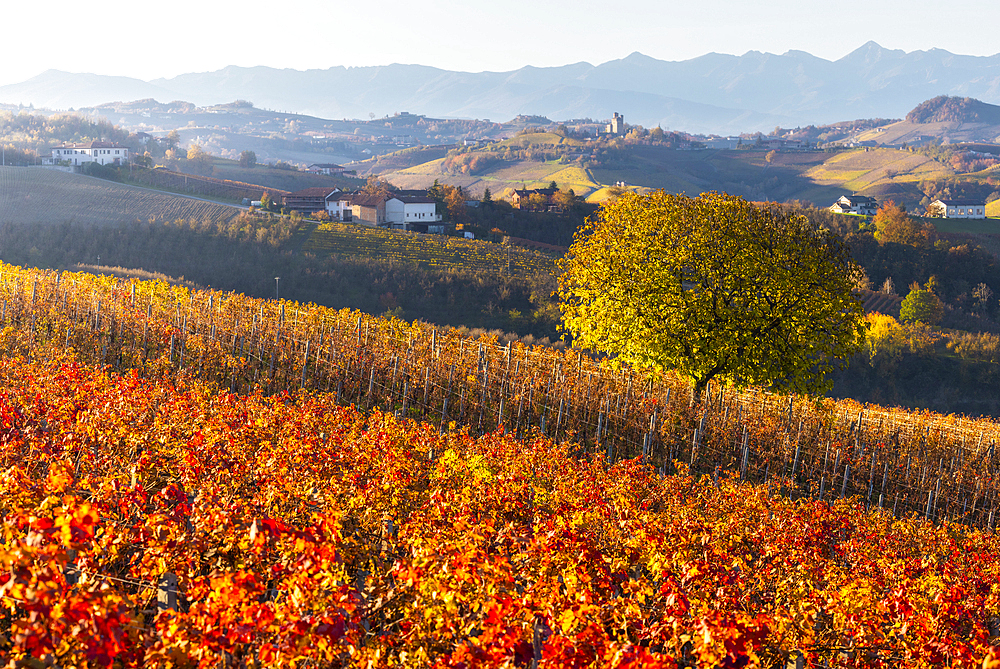 Vineyards around Diano d'Alba at sunset during autumn, Cuneo, Langhe and Roero, Piedmont, Italy, Europe