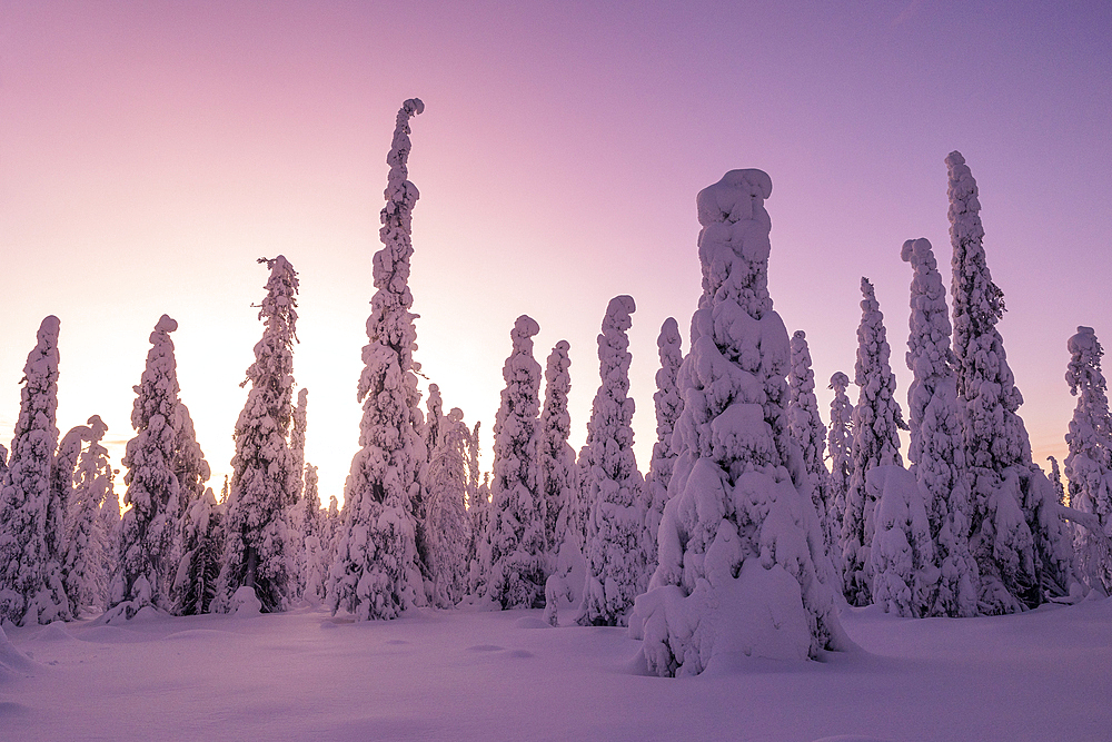 Magical winter light envelops the forest in Riisitunturi National Park, Posio, Finland, Europe