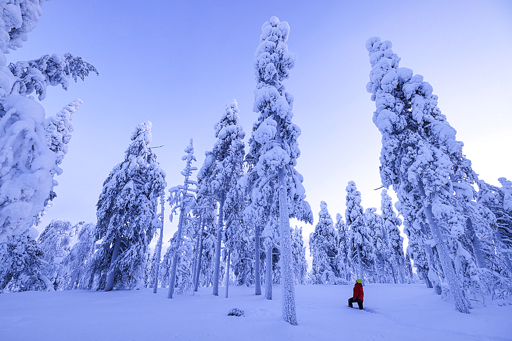 A girl admires the beauty of the snowy woods during a cold winter day, Rovaniemi, Finland, Europe