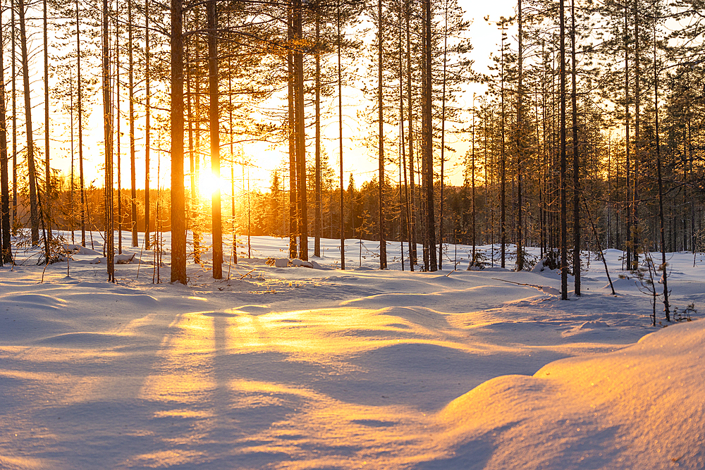 Warm sunlight illuminates a fir forest near Rovaniemi, during a cold winter afternoon, Rovaniemi, Finland, Europe