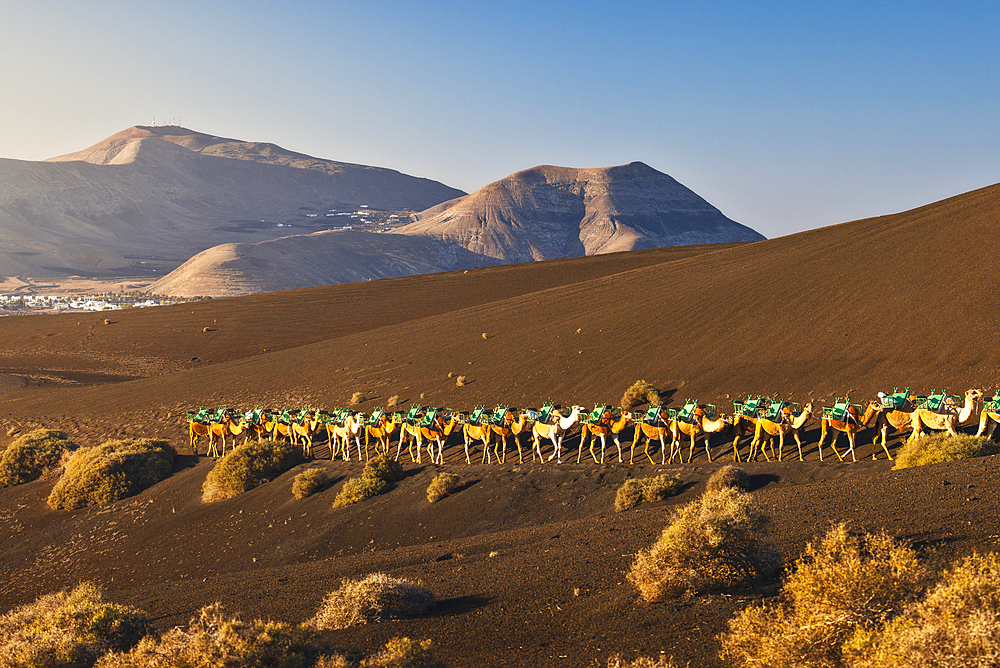 Camel ride at sunrise in Timanfaya National Park, Yaiza, Tinajo, Las Palmas, Lanzarote, Canary Islands, Macaronesia, Spain, Western Europe