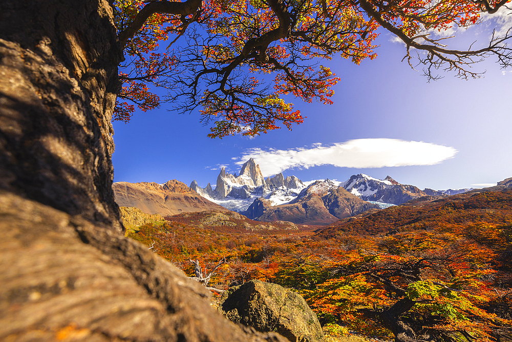 Fitz Roy mountain framed by autumn trees during sunrise, El Chalten, Parque Nacional Los Glaciares, Santa Cruz, Patagonia Argentina, Argentina, South America