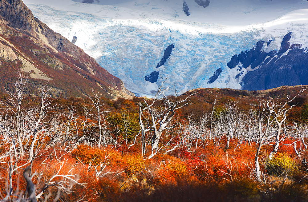Cerro Torre glacier and autumn trees near Laguna Torre, El Chalten, Parque Nacional Los Glaciares, Santa Cruz, Patagonia Argentina, Argentina, South America