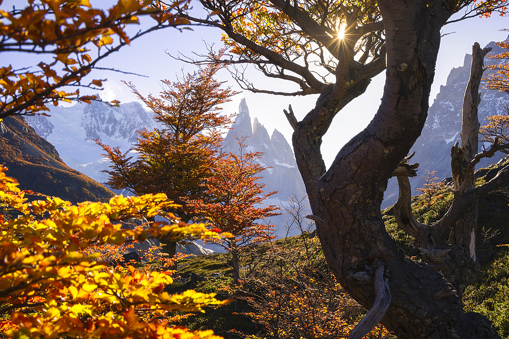 Cerro Torre mountain framed by autumn trees during sunset from Laguna Torre, El Chalten, Parque Nacional Los Glaciares, Santa Cruz, Patagonia Argentina, Argentina, South America