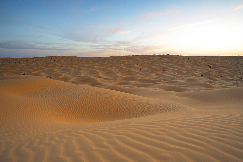 Spring sunset at the gates of the Sahara desert, with the sand dunes illuminated by the golden light, Tunisia, North Africa, Africa