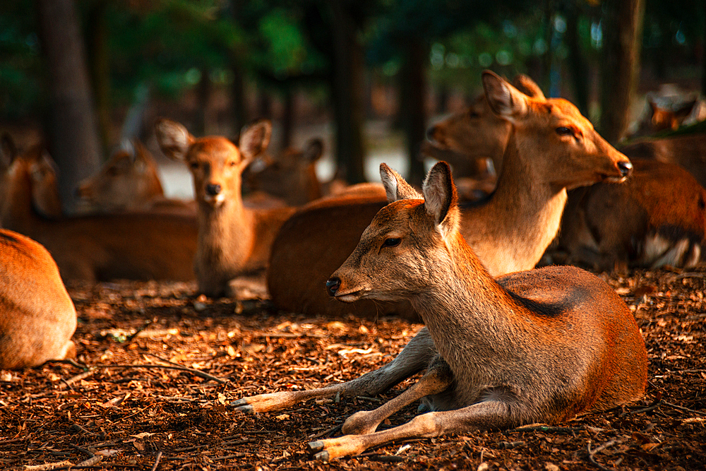 Deer gather in the shady forest of Nara Park, a natural sanctuary blending wildlife and lush greenery.