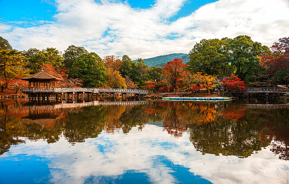 A serene deer resting amid the peaceful forest setting of Nara Park, showcasing its natural beauty and calm demeanor.