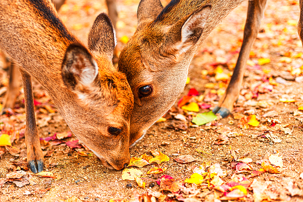 Visitors strolling deer statue in Nara