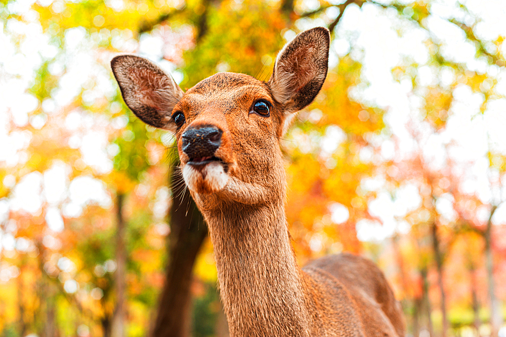 Portrait of a Deer in Autumn, Nara