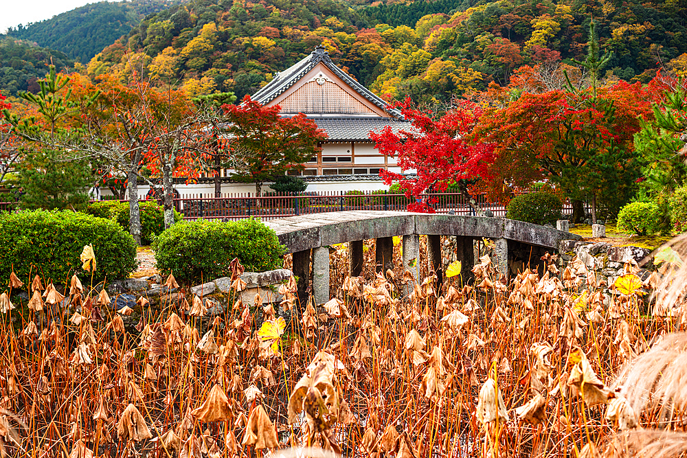 Beautiful zen garden of Tenryū-ji Temple with vibrant autumn foliage, traditional Japanese architecture, autumnal pond and stone bridge. Arashiyama, Kyoto, Japan