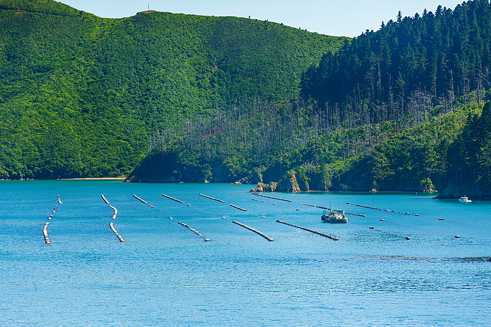 Fish farms on the coast. Coastal view of Queen Charlotte Sound Marlborough Sounds New Zealand with blue water