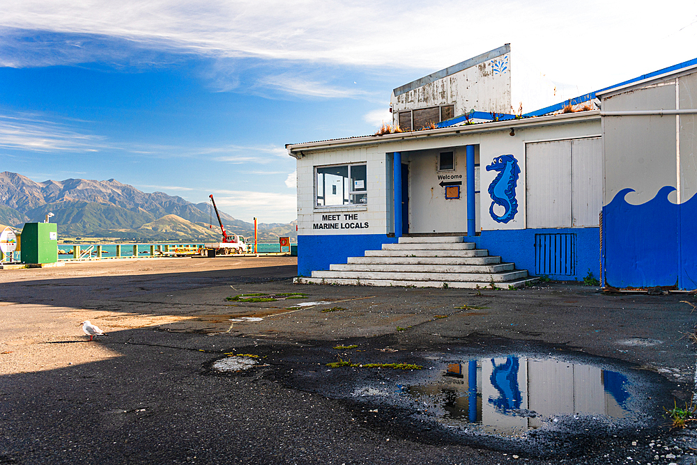 Old Marine Tours Office with Reflections of Seahorse in Puddle on Empty Asphalt Lot, Kaikoura Peninsula Waterfront, New Zealand