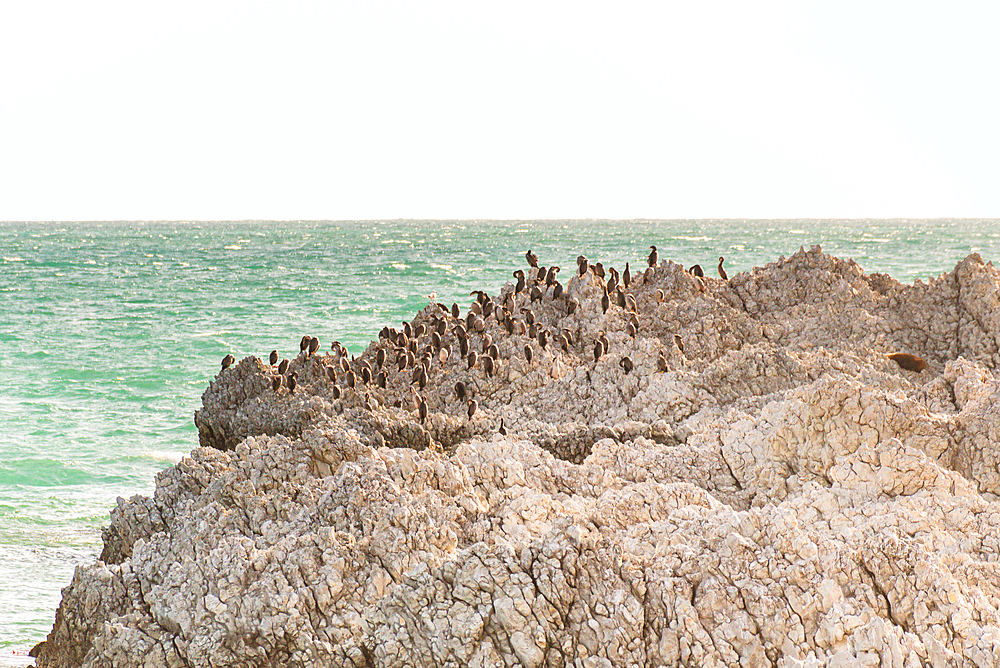 Seabirds Resting on Rugged Limestone Rocks Above Turquoise Waters at Kaikoura Peninsula, New Zealand