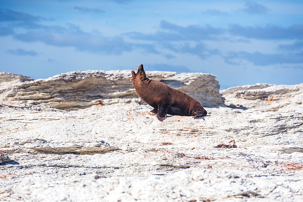 New Zealand Fur Seal Stretching on White Rock Surface Under Blue Sky at Kaikoura Peninsula, New Zealand