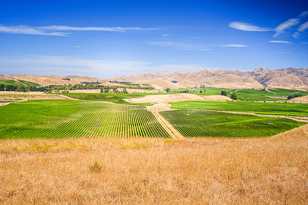 Panoramic Landscape of Vineyards and Dry Rolling Hills in the Marlborough Wine Region Near Blenheim, New Zealand