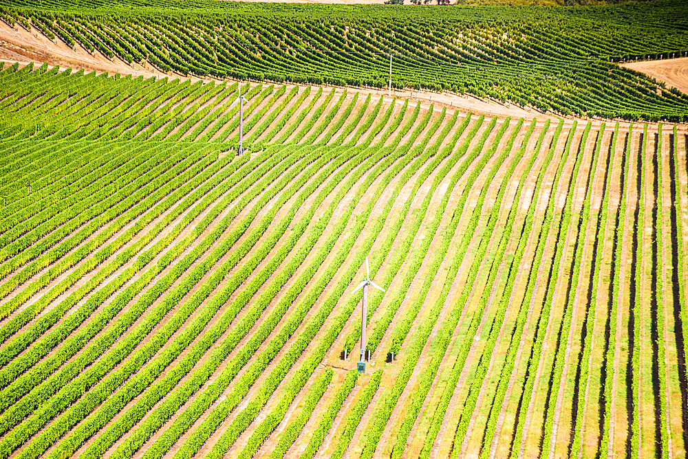 Precision-Planted Vineyard with Bright Green Rows and Wind Machine for Frost Control in Blenheim Wine Country, New Zealand