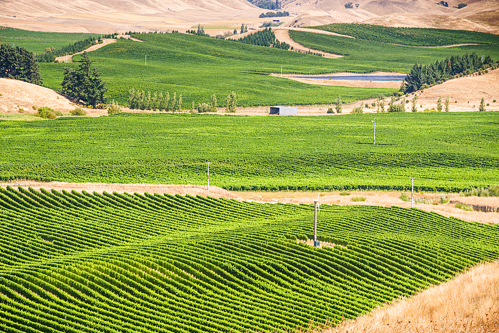 Vast Green Vineyard Fields with Frost Protection Windmills Set Against Dry Hills Near Blenheim, Marlborough, New Zealand