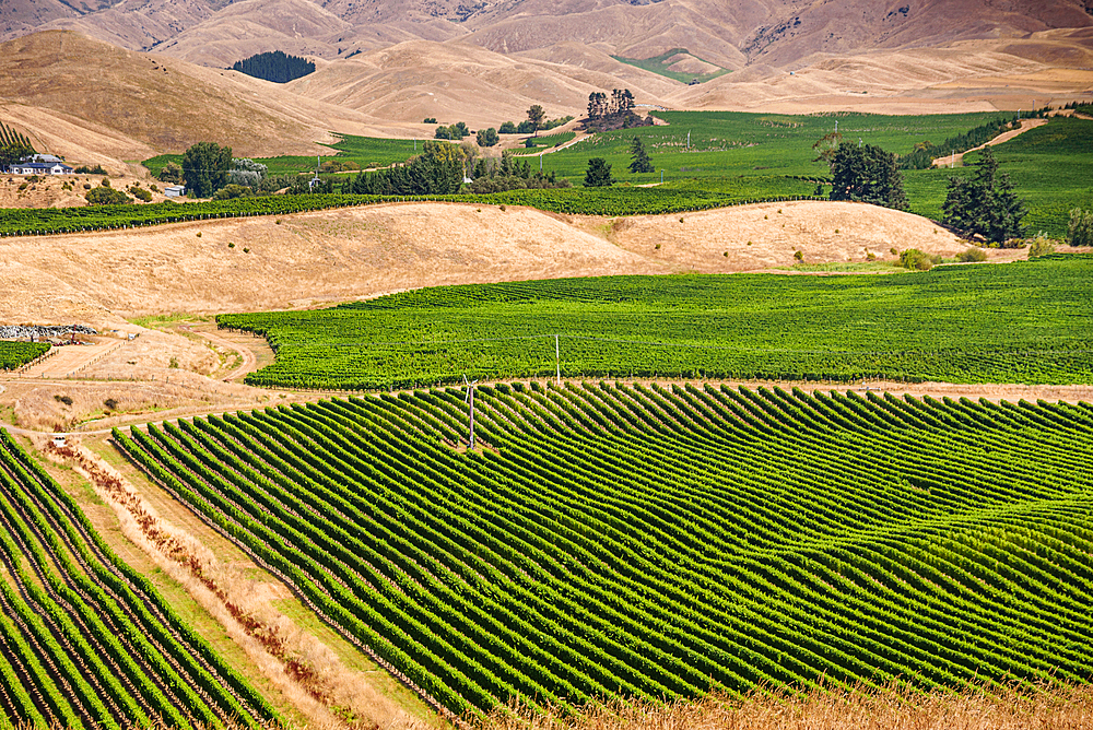 Lush Green Vineyard Planted in Curving Rows with Windmill and Golden Hills Near Blenheim, Marlborough, New Zealand