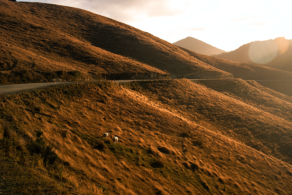 Golden Hour Over Undulating Dry Hills Near French Pass with Evening Light Casting Long Shadows, Marlborough Sounds, New Zealand