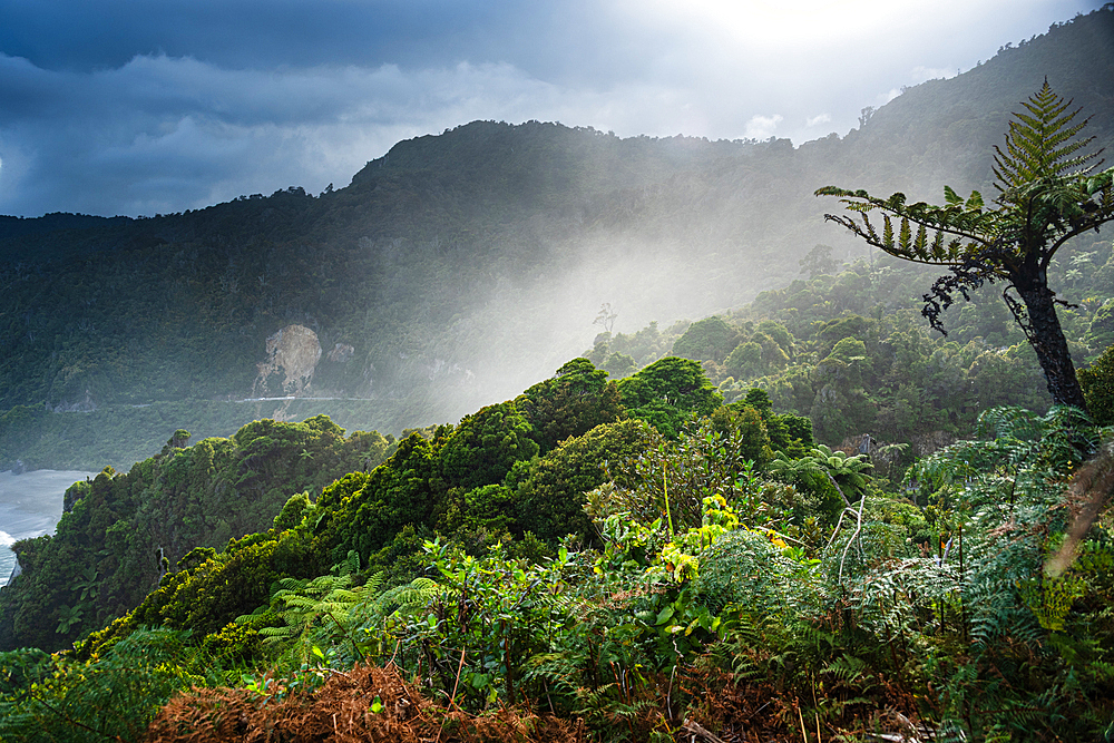 Misty Light Piercing Through Dense Coastal Rainforest and Hills Above the Tasman Sea, Near Paparoa National Park, West Coast, New Zealand