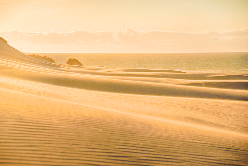 Smooth Ripples on Windswept Sand Dunes Glowing in Sunset Light at Wharariki Beach, Golden Bay, New Zealand