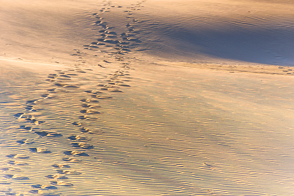 Human Footprints Tracing a Curved Path Across Windswept Golden Sand Dunes at Wharariki Beach, New Zealand