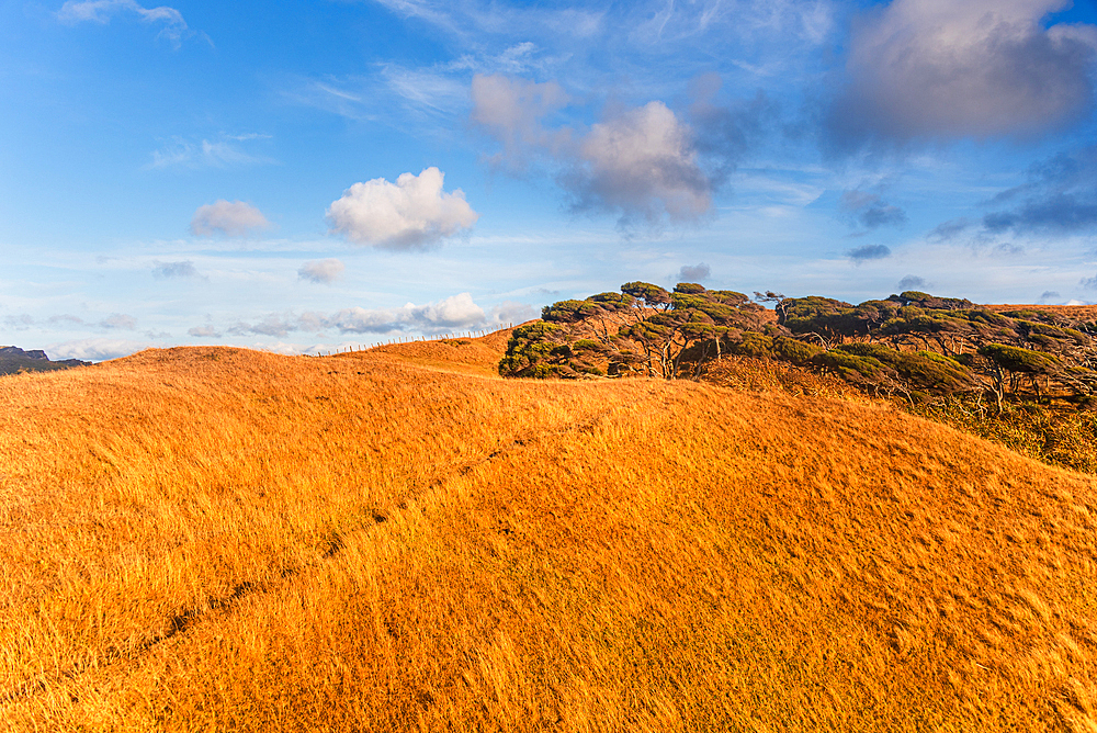 Bright Blue Sky Over Sunlit Golden Tussock Hills and Rugged Outcrop, New Zealand