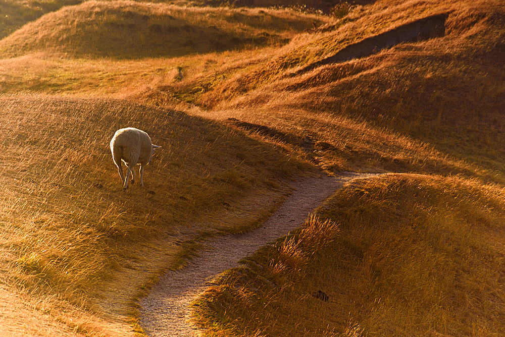Lone Sheep Grazing on Curved Dirt Path Through Golden Hillscape at Sunrise, New Zealand Backcountry