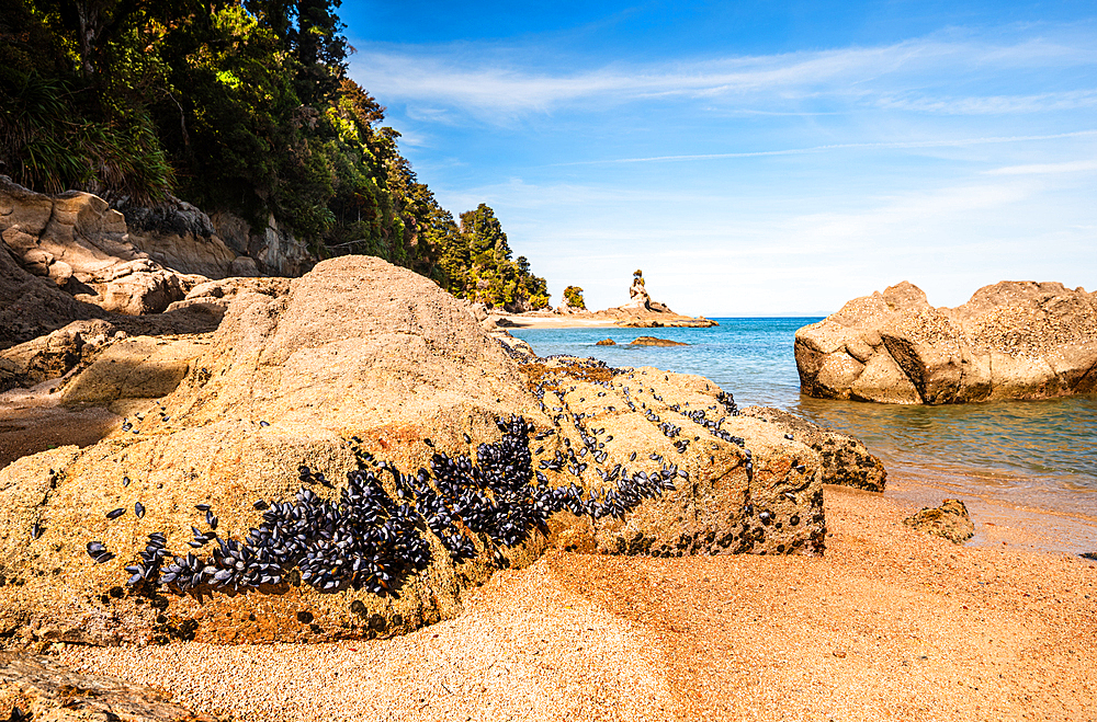 Golden Sand Beach with Mussel-Covered Rocks and Calm Bay Waters, Abel Tasman National Park, New Zealand