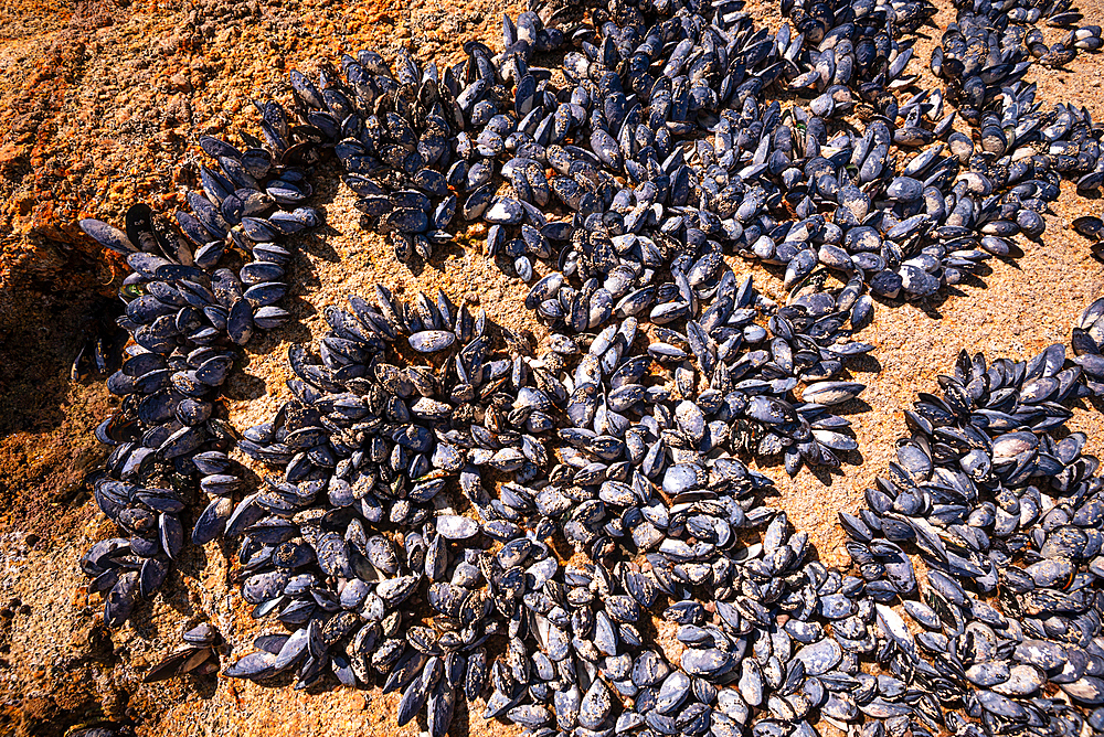 Dense Cluster of Mussels Attached to Golden Sand at Low Tide, Abel Tasman National Park, New Zealand