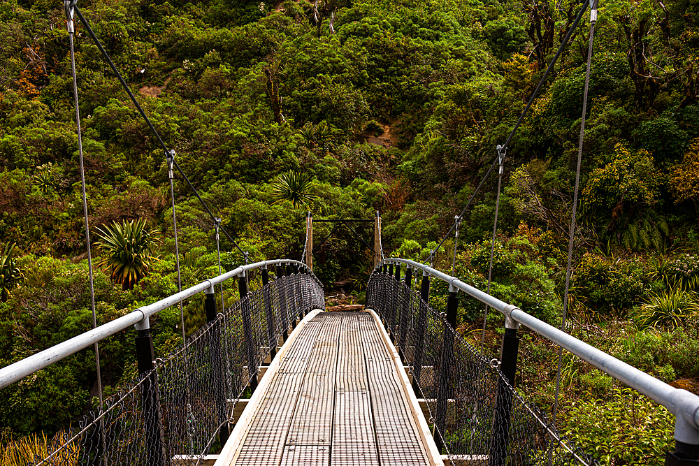 Suspension bridge entering a jungle, New Zealand, Pacific