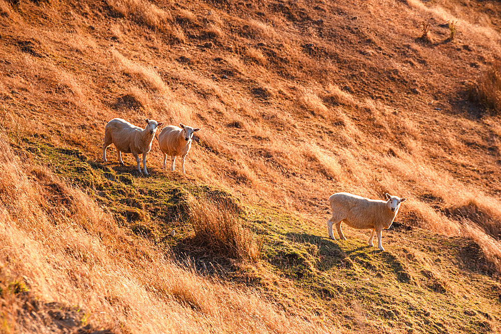 Three Sheep Standing in Evening Light on Dry Grassy Hill Near D’Urville Island Viewpoint, Marlborough, New Zealand