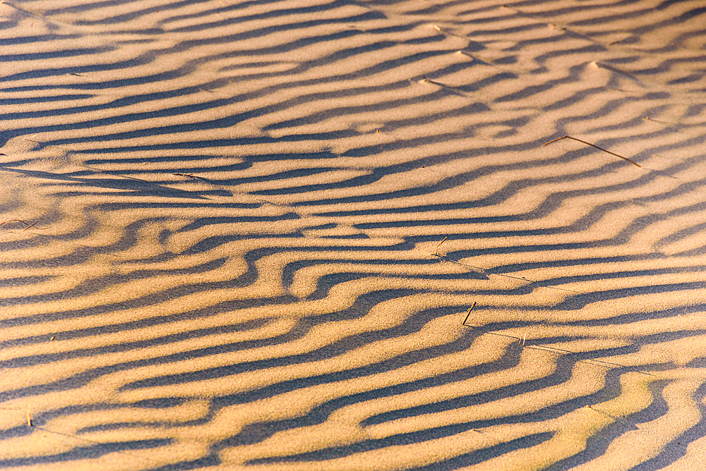Golden Sand Dune Ripples in Soft Light at Wharariki Beach, South Island, New Zealand